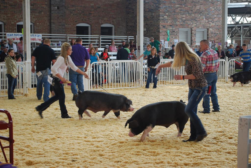 American Pork Checkoff Program